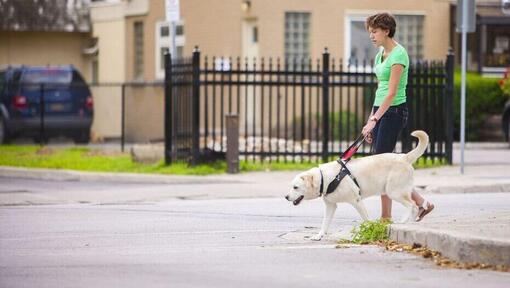 Service dog outlet training nz